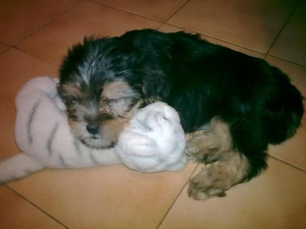 SE VENDE YORKSHIRE!