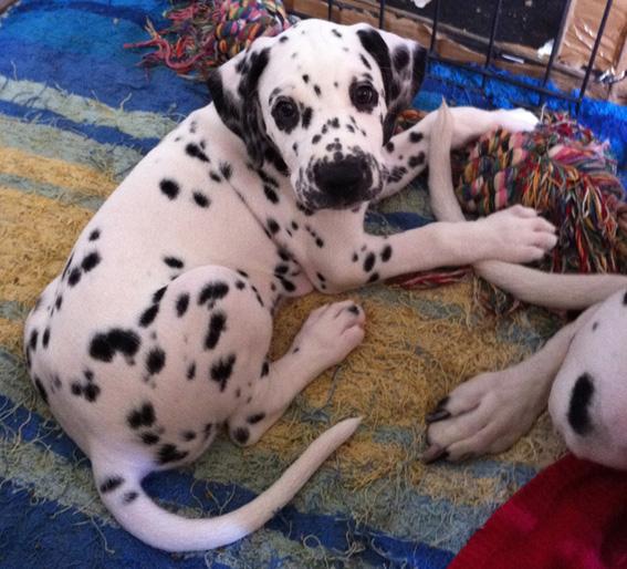 Vendo camada Dalmata
