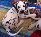 Vendo camada Dalmata - mejor precio | unprecio.es