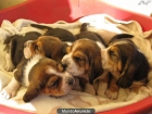 CACHORROS DE BASSET HOUND - mejor precio | unprecio.es