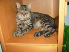Chispa gatito mimoso y sociable quiere encontrar familia - mejor precio | unprecio.es