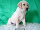 LABRADOR EXCELENTES CACHORROS - mejor precio | unprecio.es