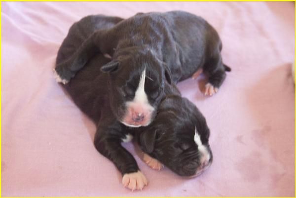 vendo camada boxer