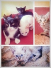 7 gatitos en perrera aguardan adopción urgente - mejor precio | unprecio.es