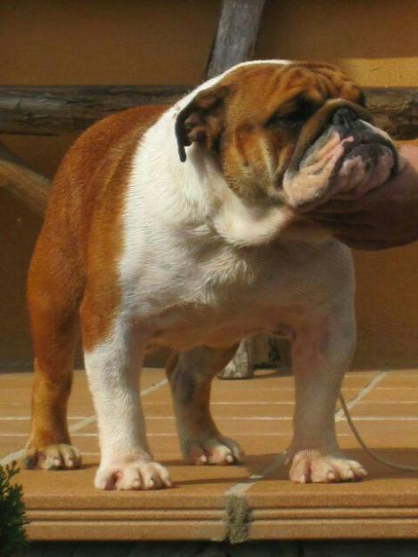 Best bulldog girona tess disponible para montas