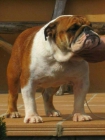 Best bulldog girona tess disponible para montas - mejor precio | unprecio.es