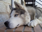 busco perra para cruza en toledo siberiano o malamute - mejor precio | unprecio.es