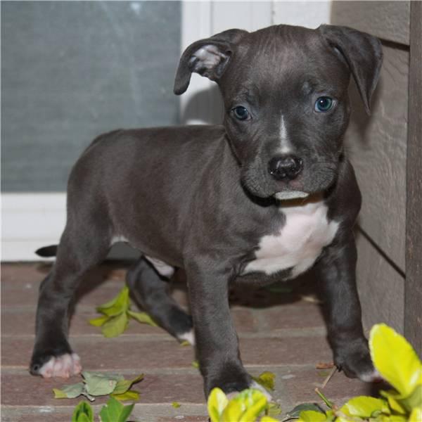 Comprar cachorro macho Pitbull American