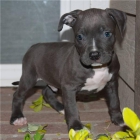 Comprar cachorro macho Pitbull American - mejor precio | unprecio.es