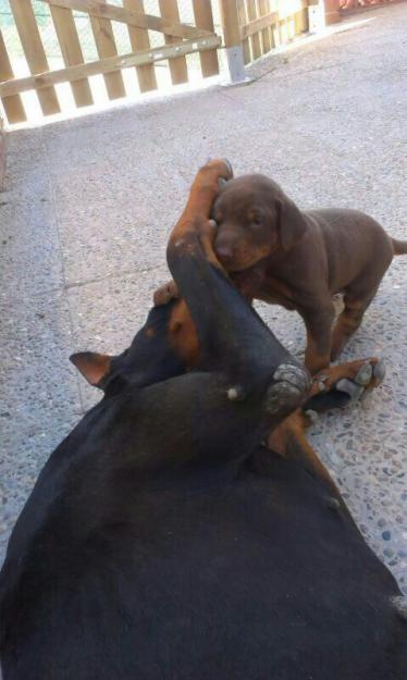 Estupendo cachorro de dobermann