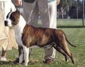 se vende camada de american staffordshire de exposicion