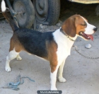 VENDO BEAGLE PURO - mejor precio | unprecio.es