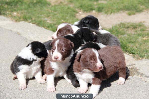 VENTA DE BORDER COLLIES