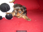 YORKSHIRE TERRIER TOY Y COCKER INGLES BUEN PRECIO - mejor precio | unprecio.es
