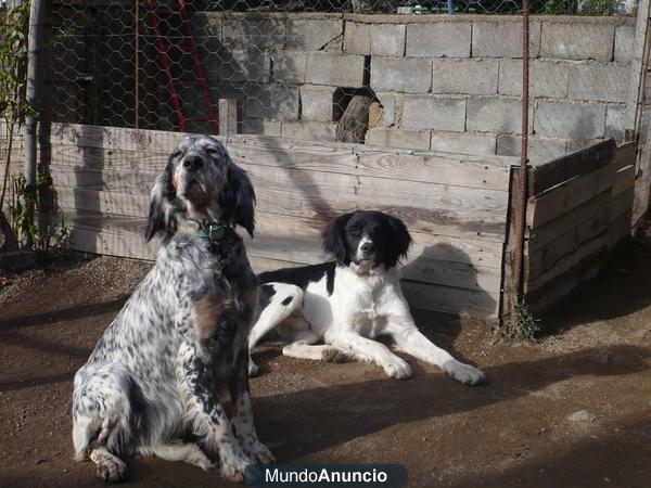 SETTER INGLÉS CON ESPAUGNEL BRETÓN