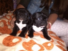 Cachorros de Bulldog frances - mejor precio | unprecio.es