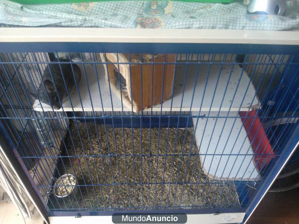 En adopcion chinchillas