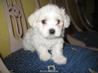 Excelente camada de bichon maltes - mejor precio | unprecio.es