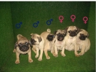 EXCELENTES CACHORROS CARLINOS 350 . BUEN PRECIO - mejor precio | unprecio.es