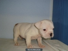 Negros Bulldog Frances Disponibles - mejor precio | unprecio.es