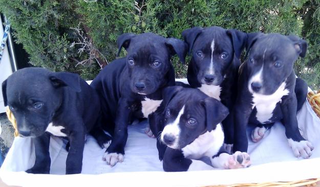 PITBULL TERRIER,
