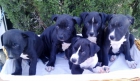 PITBULL TERRIER, - mejor precio | unprecio.es