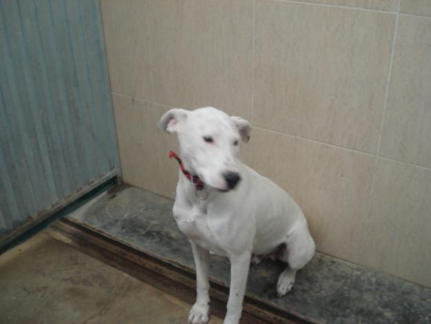 TOTE EN ADOPCION