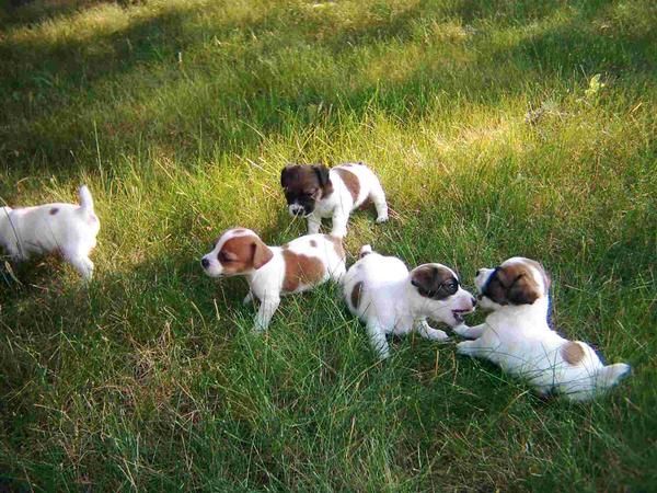 Adoptaria jack russell terrier  110