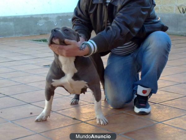 american bully