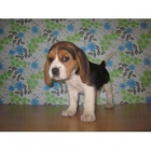 Beagle de Zococan - mejor precio | unprecio.es