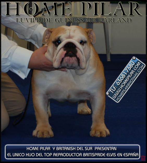 BULLDOG INGLES