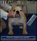BULLDOG INGLES - mejor precio | unprecio.es