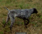 Cachorros Braco Aleman Afijo "Del Valle Del Guadalquivir" - mejor precio | unprecio.es