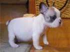 Cachorros Bulldogs frances - mejor precio | unprecio.es