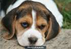 cachorros de beagle (biguel) - mejor precio | unprecio.es