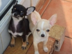 chihuahuas muy enanos - mejor precio | unprecio.es