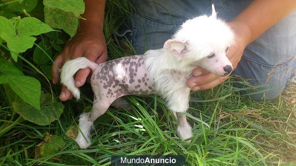 preciosos cachorritos de crestado chino miniatura, pedegri loe.