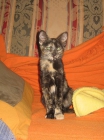 TIGRA GATITA DE 3 MESES - mejor precio | unprecio.es