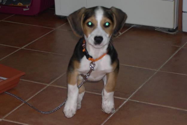 Beagle tricolor hembra 12 meses