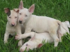 BULL TERRIER 1ªCALIDAD MUY BUENA MORFOLOGIA - mejor precio | unprecio.es