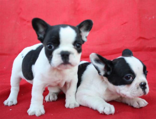 Bulldog frances precisoos cachorritos