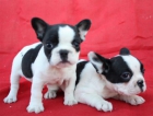 Bulldog frances precisoos cachorritos - mejor precio | unprecio.es