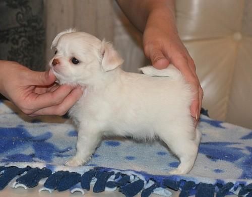 Cachorros de chihuahuas