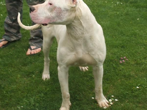 cachorros dogo argentino