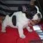 excelente camada de bulldog frances. 470 euros - mejor precio | unprecio.es