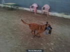 macho siete meses PB Malinois - mejor precio | unprecio.es