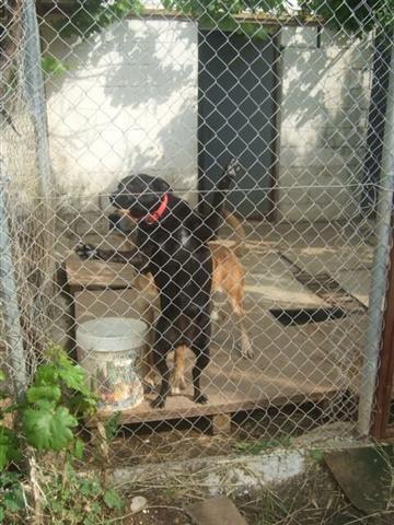 Negrita necesita salir de ahí