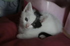 Regalo gatitos - mejor precio | unprecio.es