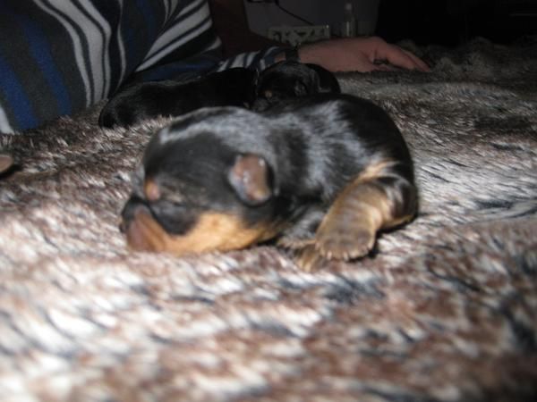 se vende camada de yorkshires para regalo de reyess
