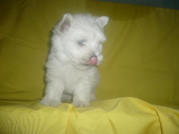 WESTY muy chulos